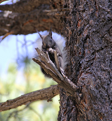 Squirrel